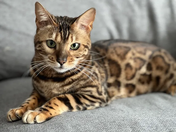 Registered Bengals Picture 3