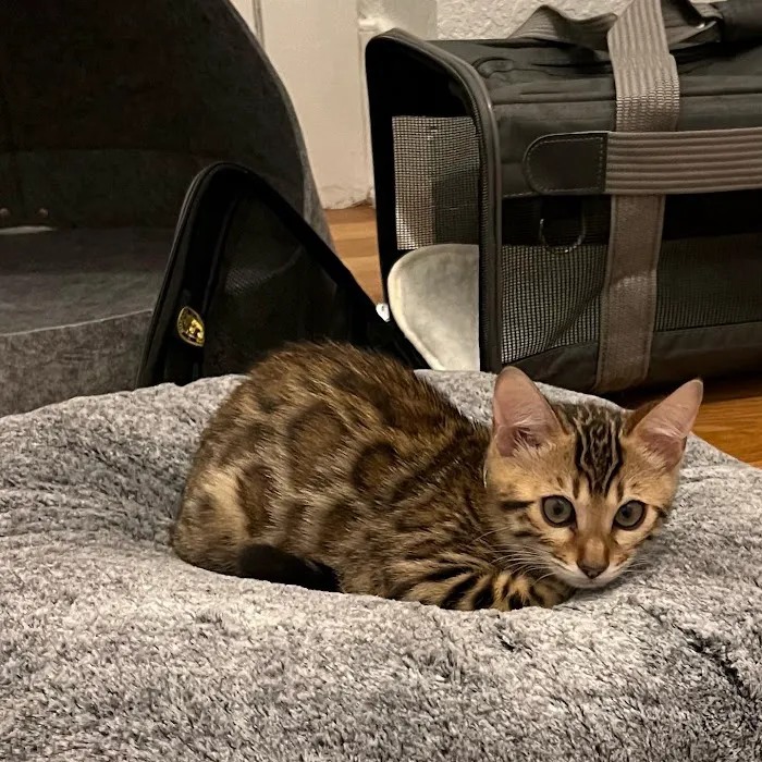 Registered Bengals Picture 4