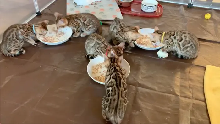 Registered Bengals Picture 7