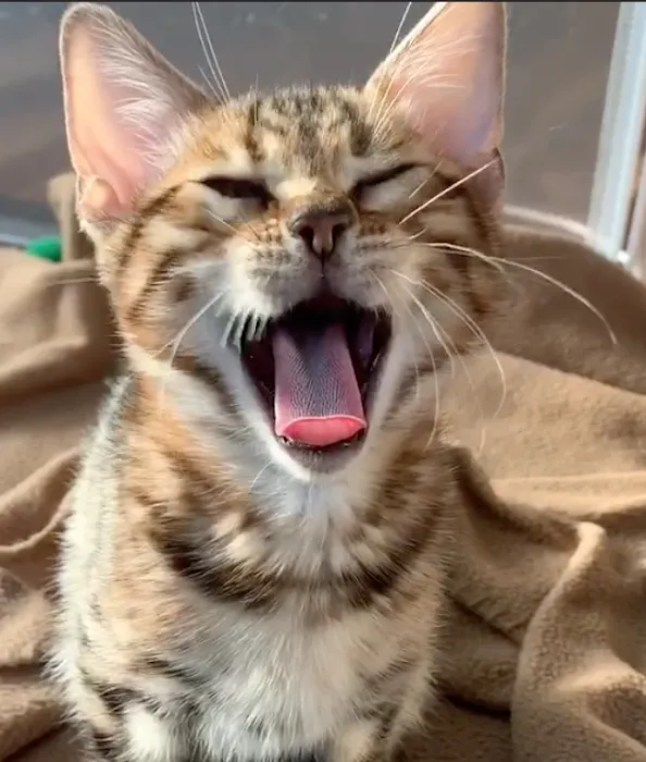 Registered Bengals Picture 9