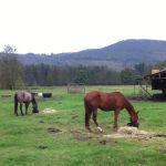 Cascade Equine Sports Medicine LLC.