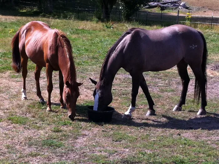 Cascade Equine Sports Medicine LLC. Picture 2