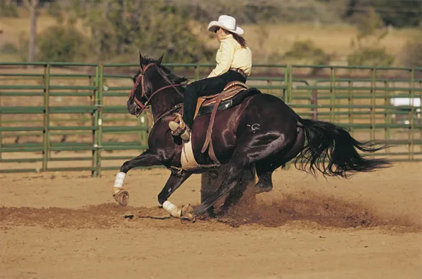 Cascade Equine Sports Medicine LLC. Picture 3