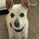 Pawz Veterinary Clinic