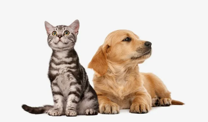 Pawz Veterinary Clinic Picture 8