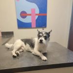 Mead Veterinary Medical Center