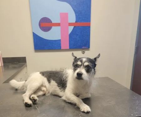 Mead Veterinary Medical Center