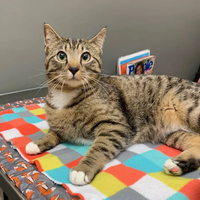 Family Pet Hospital Picture 5