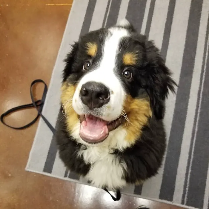 Family Pet Hospital Picture 7