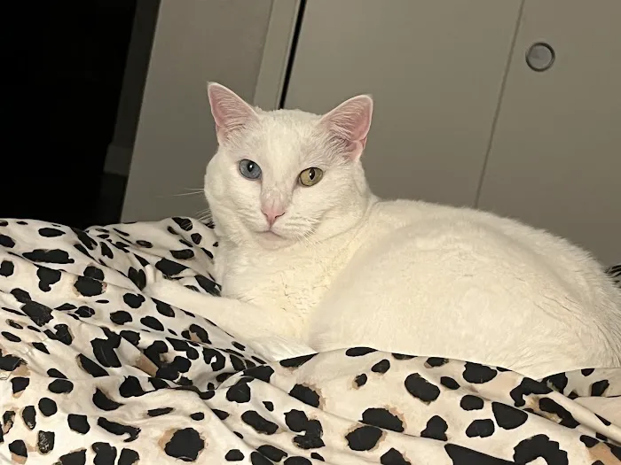 Vetco Total Care Animal Hospital Picture 1