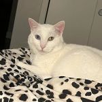 Vetco Total Care Animal Hospital
