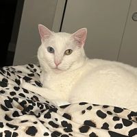 Vetco Total Care Animal Hospital ico