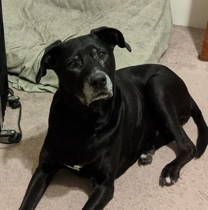 Vetco Total Care Animal Hospital Picture 4