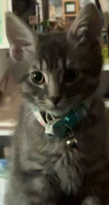 Vetco Total Care Animal Hospital Picture 6