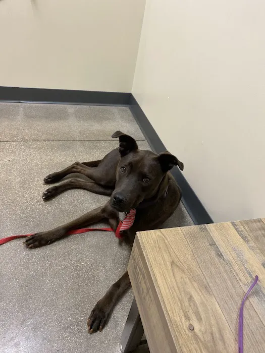 Vetco Total Care Animal Hospital Picture 9