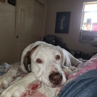 The Animal Hospital ico