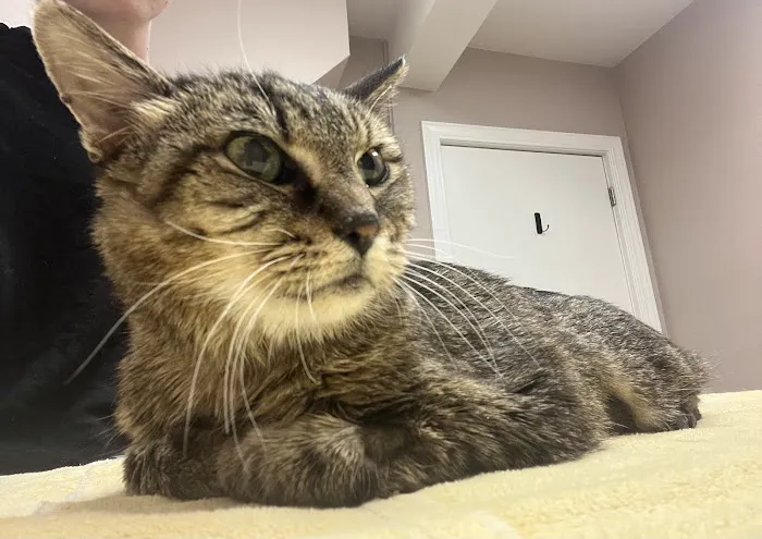 Olde Towne Animal Medical Center Picture 6
