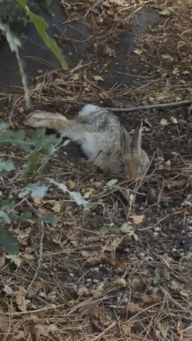 Mountain View Animal Hospital Picture 2
