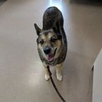 Valley Veterinary Hospital