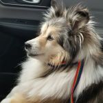 Peila, Jeff DVM