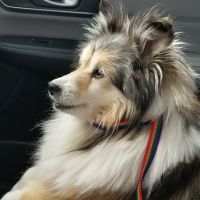 Peila, Jeff DVM ico