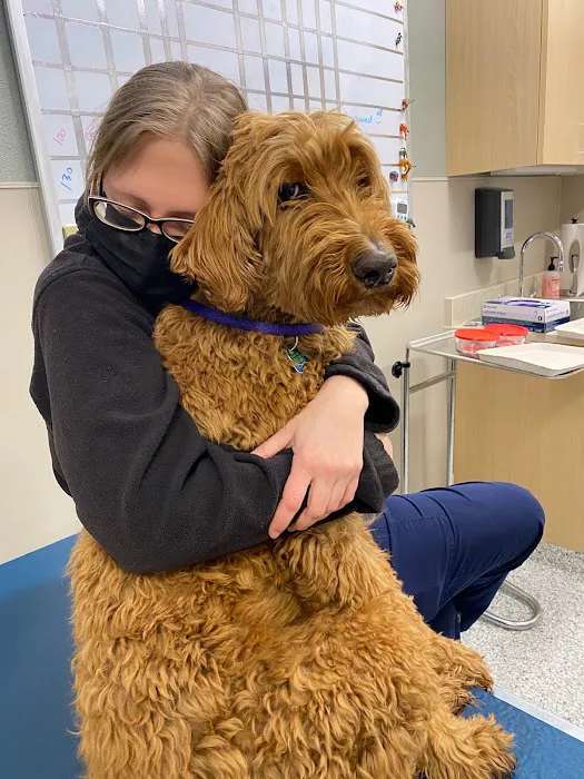 TREELINE VETERINARY CANCER CARE Picture 5