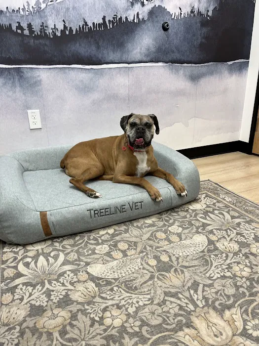 TREELINE VETERINARY CANCER CARE Picture 9