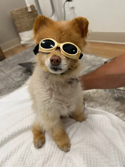 Walking Paws Rehab Picture 4