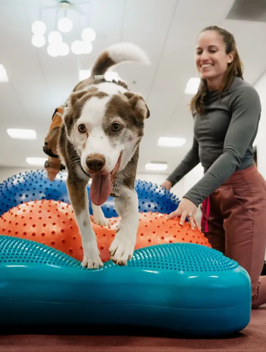 Walking Paws Rehab Picture 5