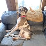 Pet Menders Animal Hospital - Boulder