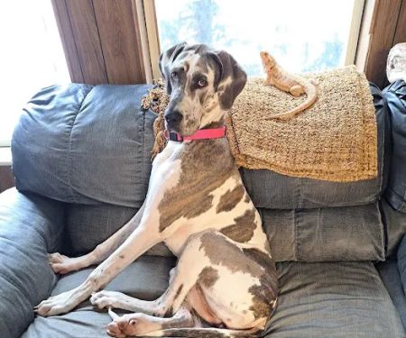 Pet Menders Animal Hospital - Boulder