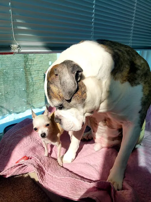 Pet Menders Animal Hospital - Boulder Picture 4