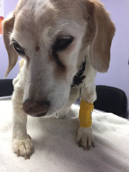 Pet Menders Animal Hospital - Boulder Picture 6