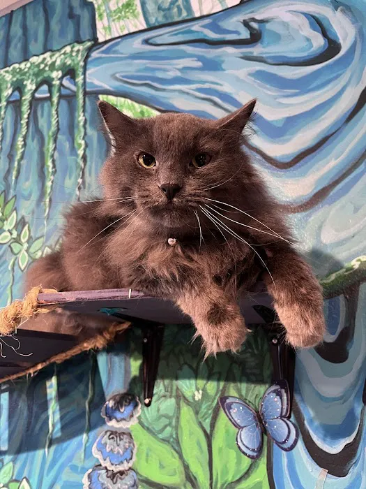 Purrfect Pause Cat Cafe Picture 1