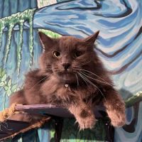 Purrfect Pause Cat Cafe ico