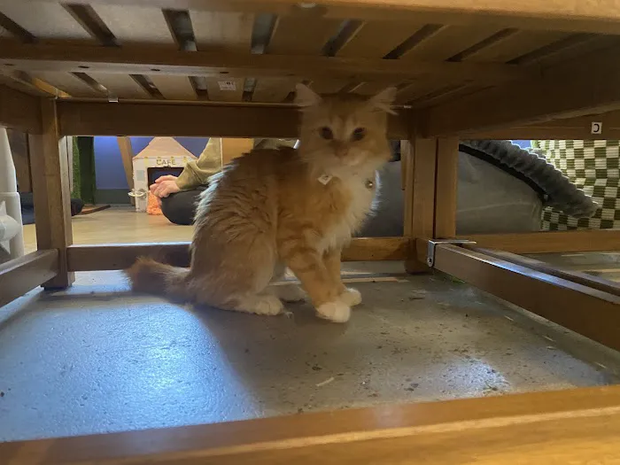 Purrfect Pause Cat Cafe Picture 2