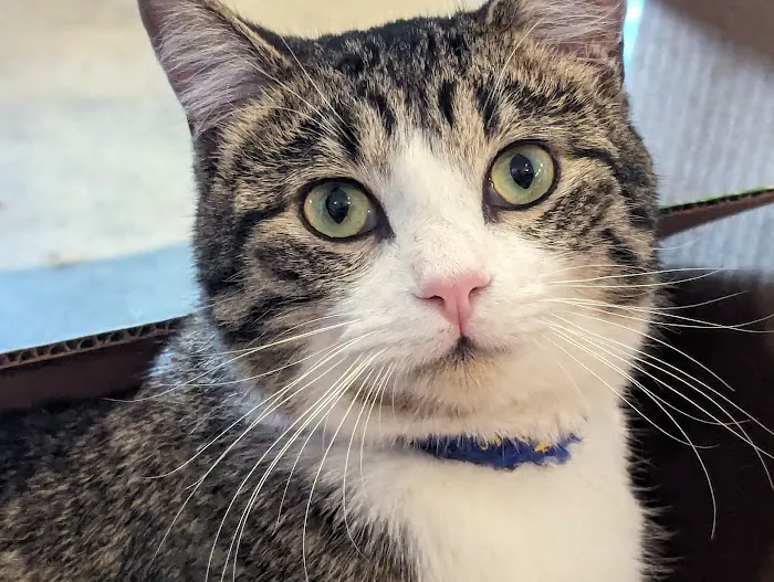 Purrfect Pause Cat Cafe Picture 3