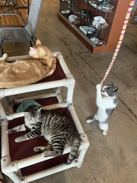 Purrfect Pause Cat Cafe Picture 4