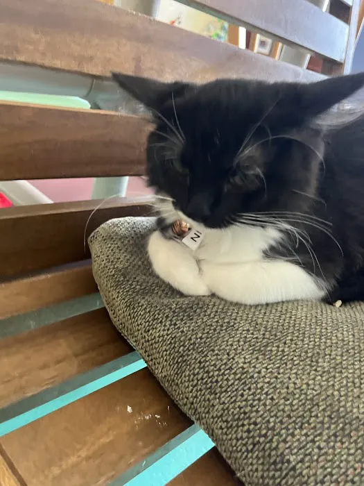 Purrfect Pause Cat Cafe Picture 7
