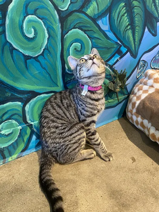 Purrfect Pause Cat Cafe Picture 6