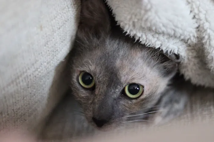 Purrfect Pause Cat Cafe Picture 10