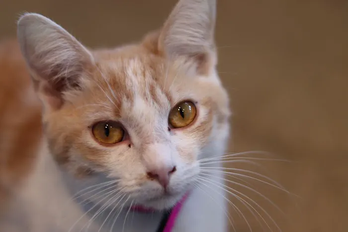 Purrfect Pause Cat Cafe Picture 9