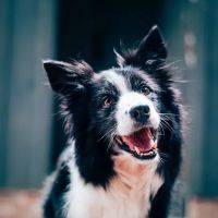 The Veterinary Behavior Center ico