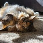 Arapahoe Animal Hospital