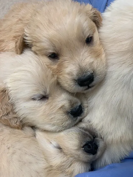 Arapahoe Animal Hospital Picture 4