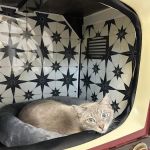 PetVet365 Pet Hospital Boulder