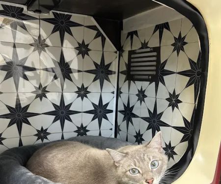 PetVet365 Pet Hospital Boulder