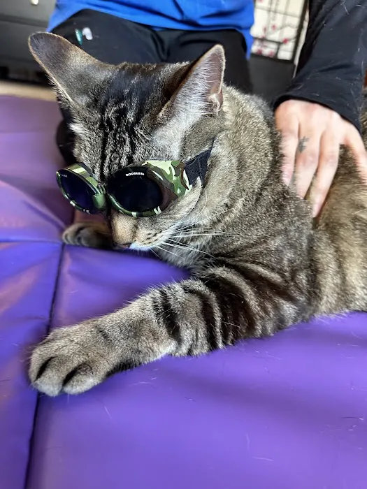 Veterinary Sports Rehab & Integrative Wellness Picture 1