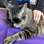 Veterinary Sports Rehab & Integrative Wellness