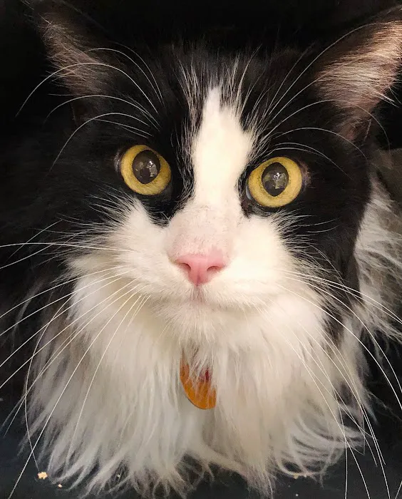 Uniquely Cats Veterinary Center Picture 6